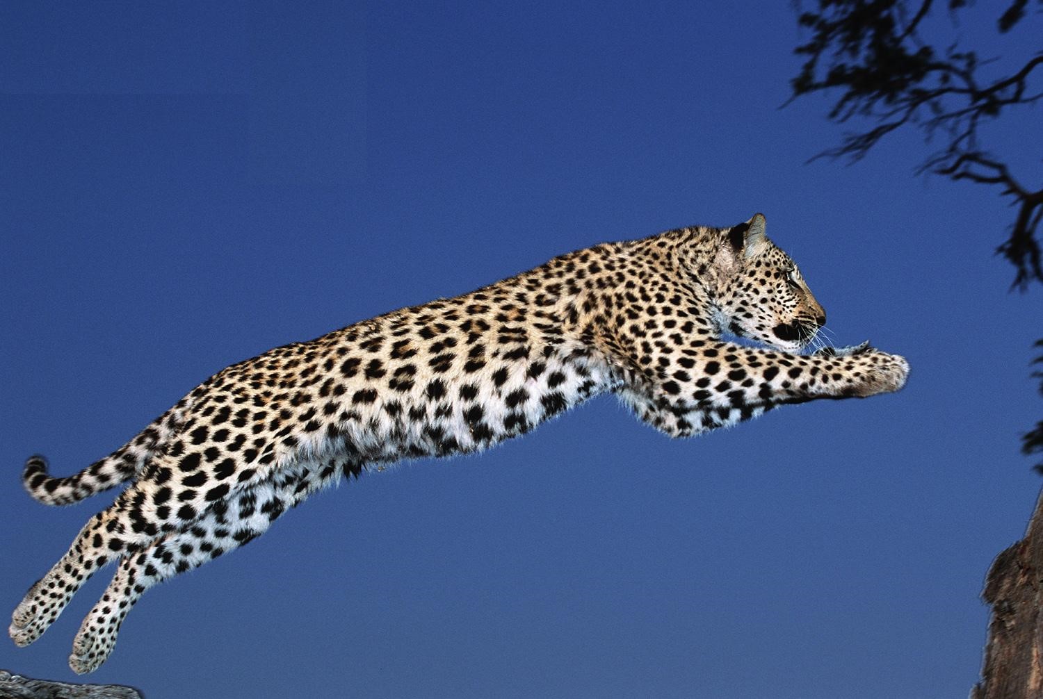 چِٽو شينهن          Leopard - Panthera  pardus -